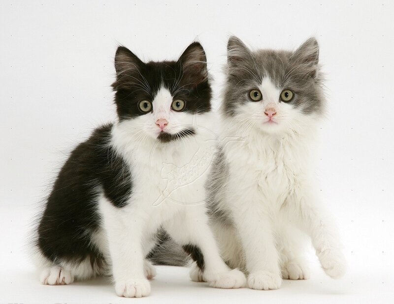 Two Kittens Sitting — White, Calm, Photograph, White Background