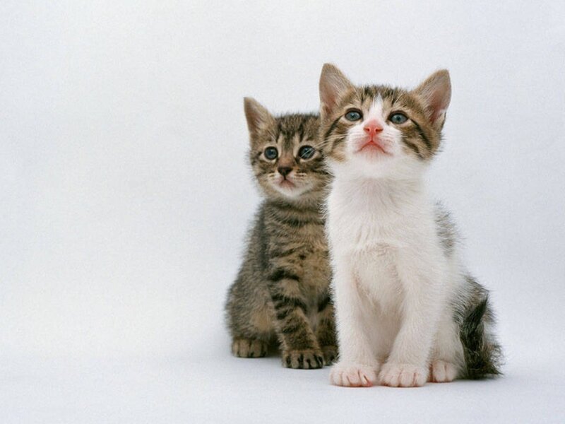 Two Kittens Sitting — White, Calm
