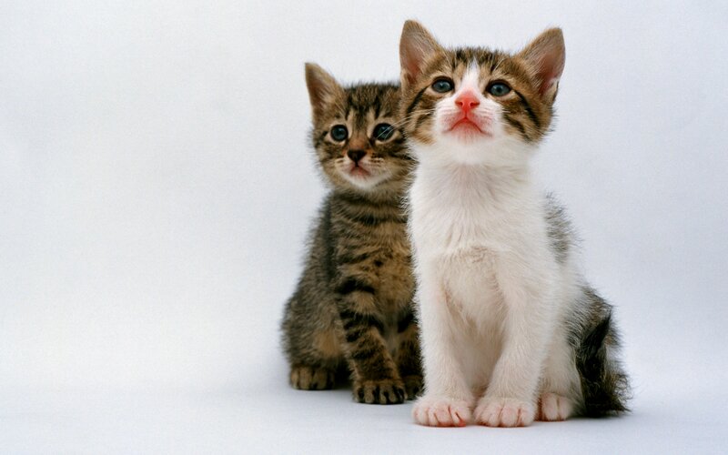 Two Kittens Sitting — White, Innocent, Photograph
