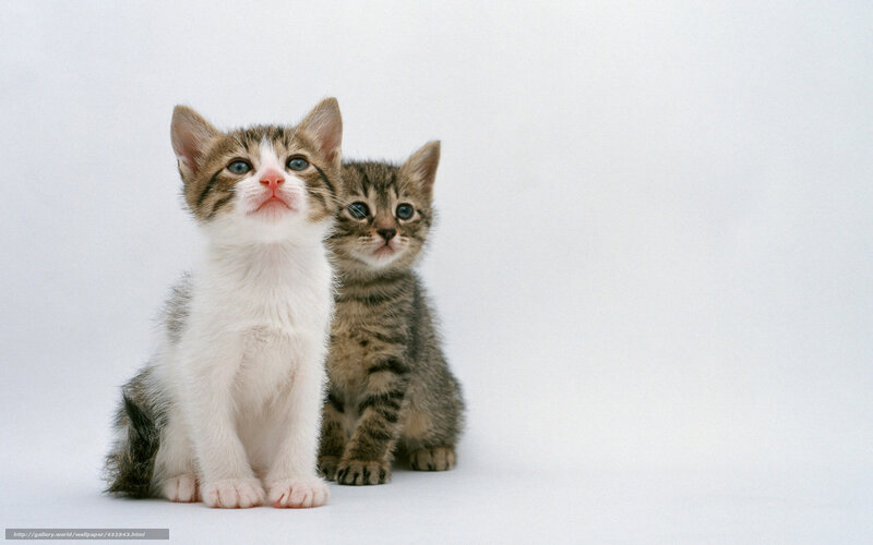 Two Kittens Sitting — White, Innocent, Photograph, White Background