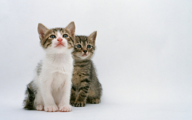 Two Kittens Sitting — White, Innocent