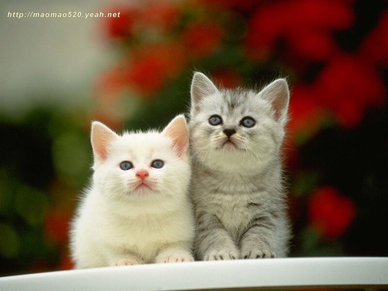 Two Kittens Sitting — White