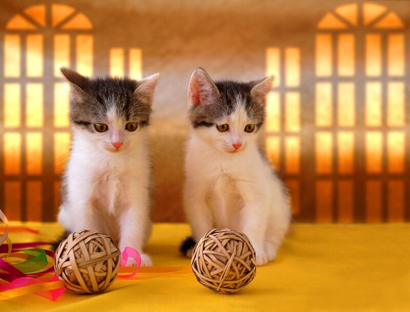 Two Kittens Sitting — Yellow