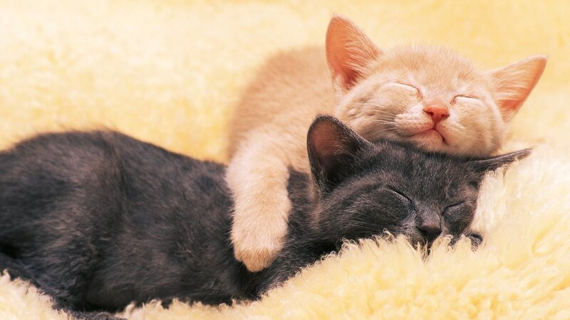 Two Kittens Sleeping — Black