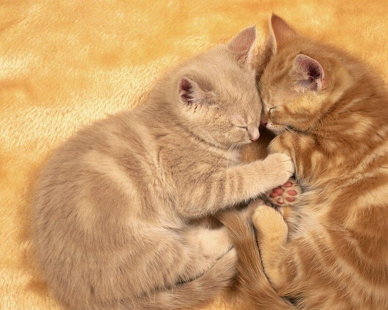 Two Kittens Sleeping — Blanket