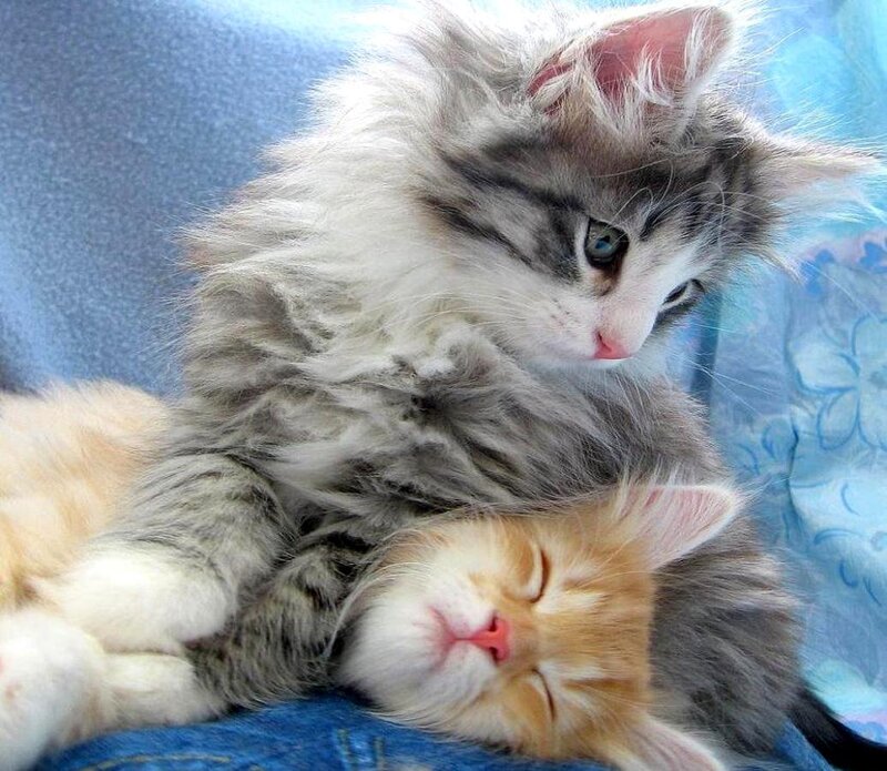 Two Kittens Sleeping — Blue, Peaceful, Photograph, Blanket