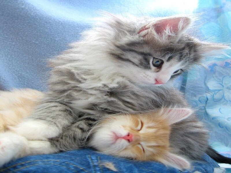 Two Kittens Sleeping — Blue, Peaceful, Photograph, Blanket, White