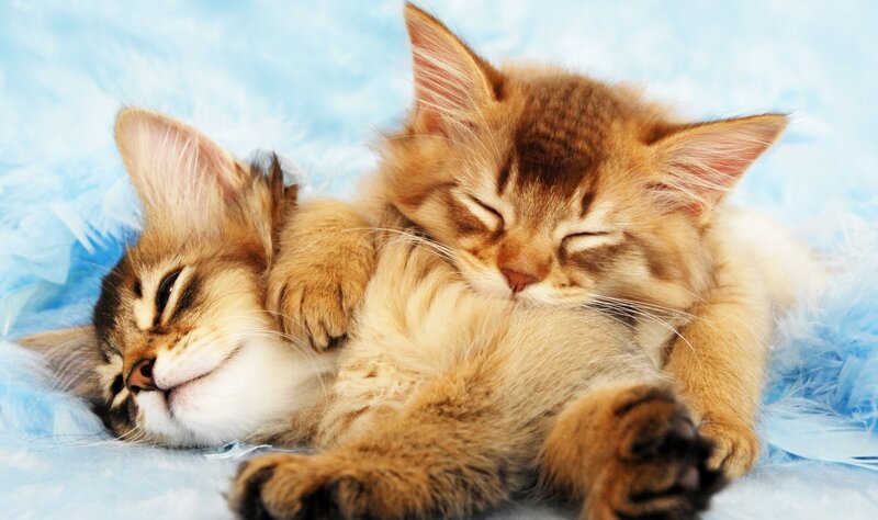 Two Kittens Sleeping — Blue, Peaceful, Photograph, Blue Blanket