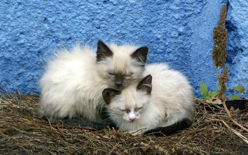 Two Kittens Sleeping — Blue, Peaceful, Photograph, Blue Wall