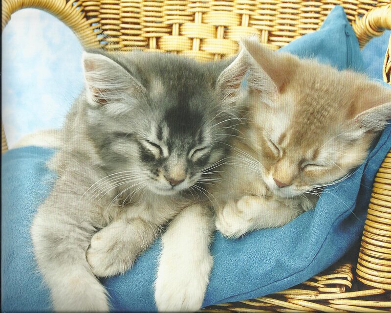 Two Kittens Sleeping — Blue, Peaceful, Photograph, Wicker Basket