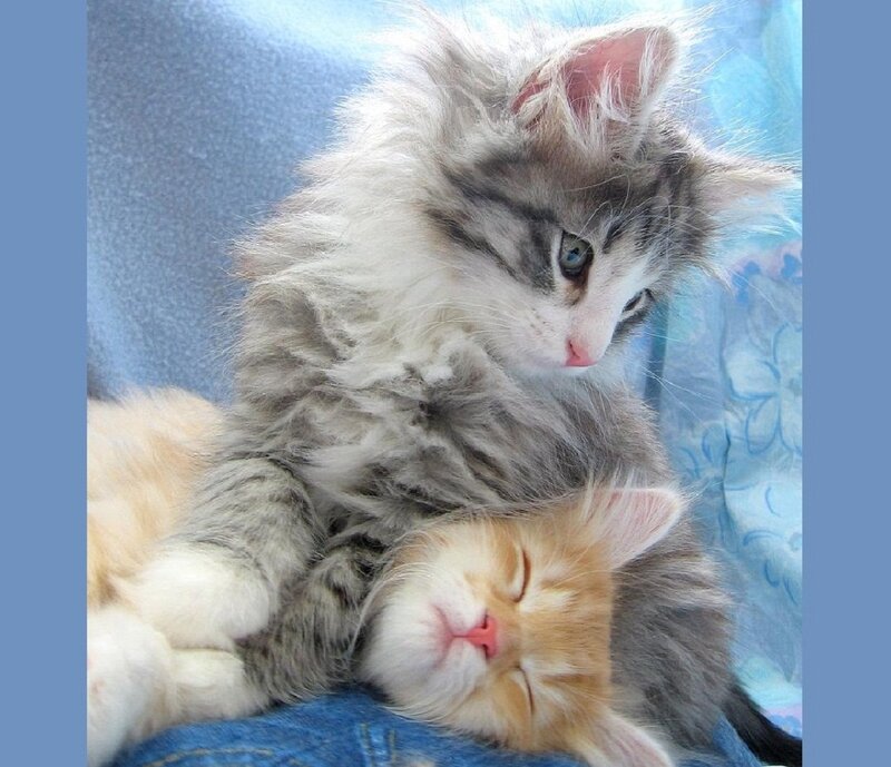 Two Kittens Sleeping — Blue, Peaceful