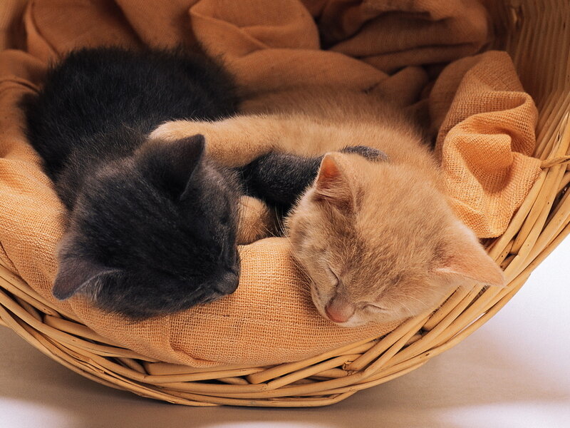 Two Kittens Sleeping — Brown, Peaceful, Photograph, Basket, Blanket