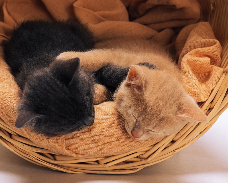 Two Kittens Sleeping — Brown, Peaceful, Photograph, Basket