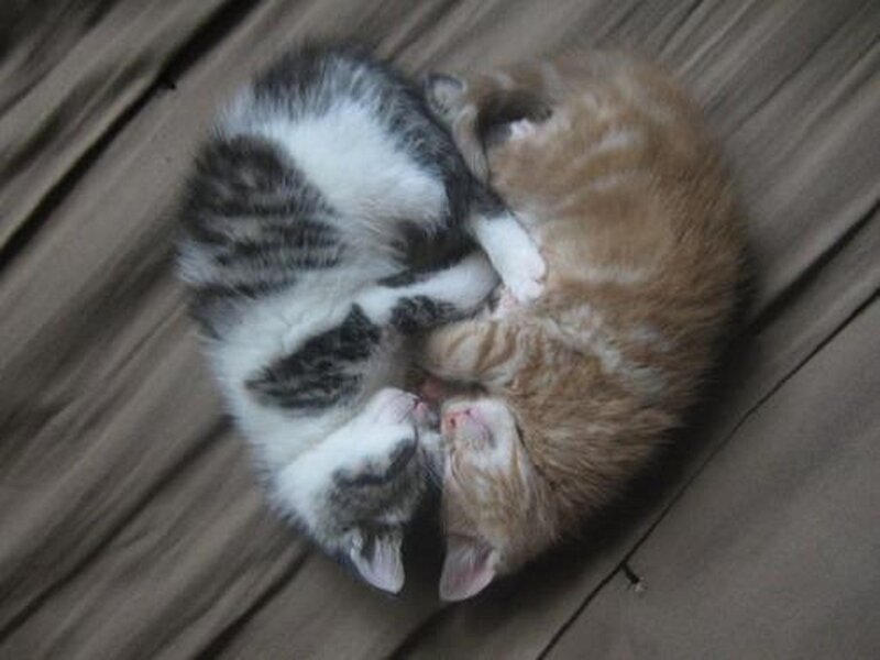 Two Kittens Sleeping — Brown, Peaceful, Photograph, Bed