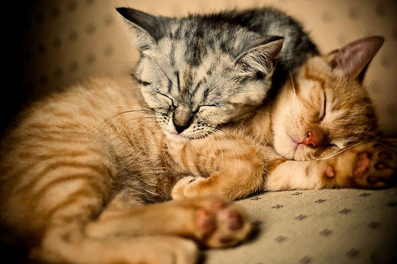 Two Kittens Sleeping — Brown, Peaceful, Photograph, Couch