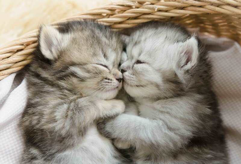 Two Kittens Sleeping — Gray, Peaceful, Photograph, Basket