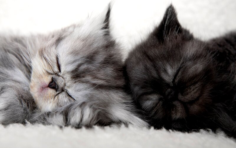 Two Kittens Sleeping — Gray, Peaceful, Photograph, Blanket