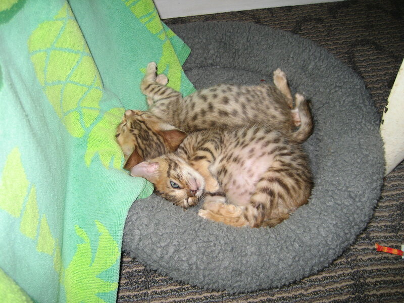 Two Kittens Sleeping — Gray, Peaceful, Photograph, Cat Bed