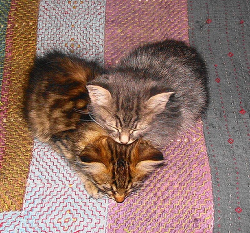 Two Kittens Sleeping — Gray, Peaceful, Photograph, Quilt