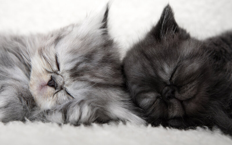 Two Kittens Sleeping — Gray, Peaceful, Photograph