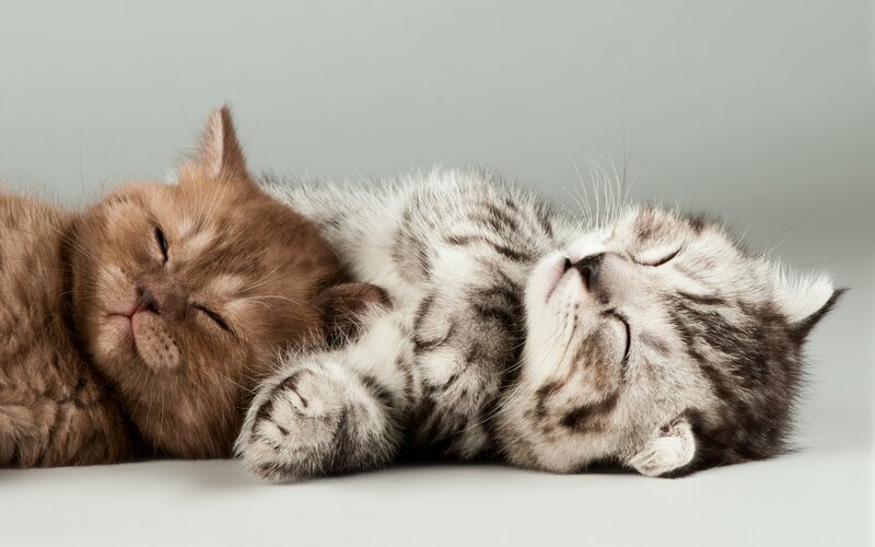 Two Kittens Sleeping — Gray, Peaceful, Photograph, White Surface