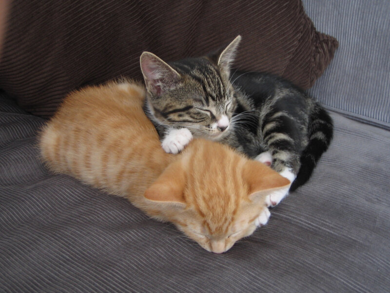 Two Kittens Sleeping — Gray