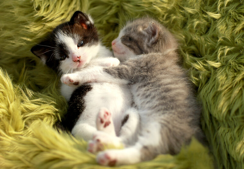 Two Kittens Sleeping — Green, Peaceful, Afternoon, Photograph, Green Rug