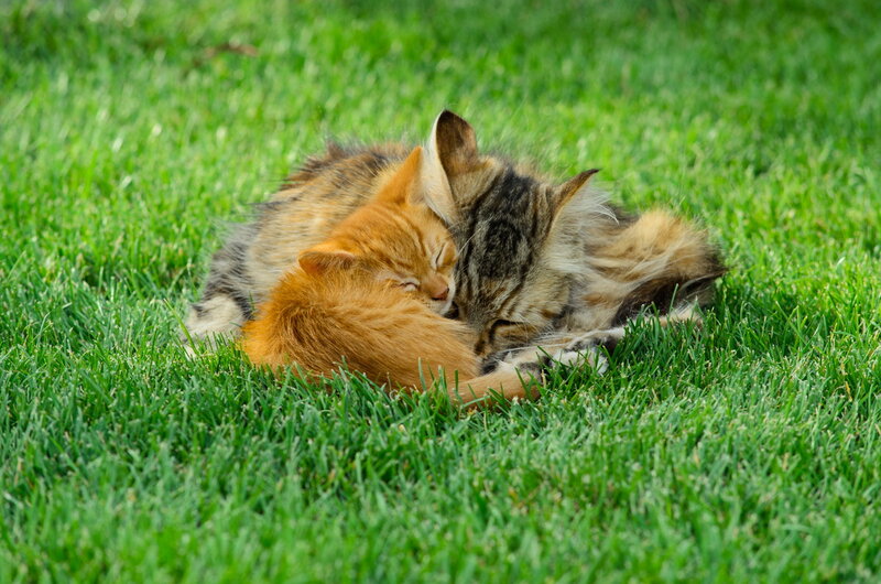 Two Kittens Sleeping — Green, Peaceful, Afternoon, Photograph