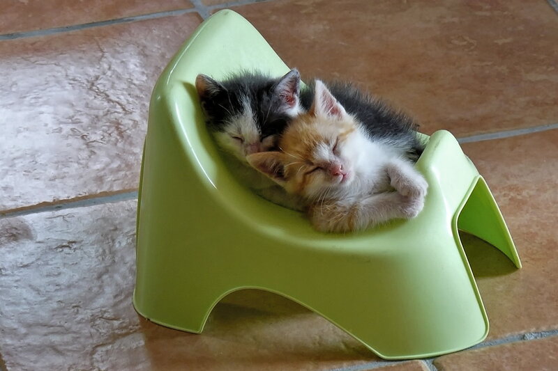 Two Kittens Sleeping — Green, Peaceful, Afternoon