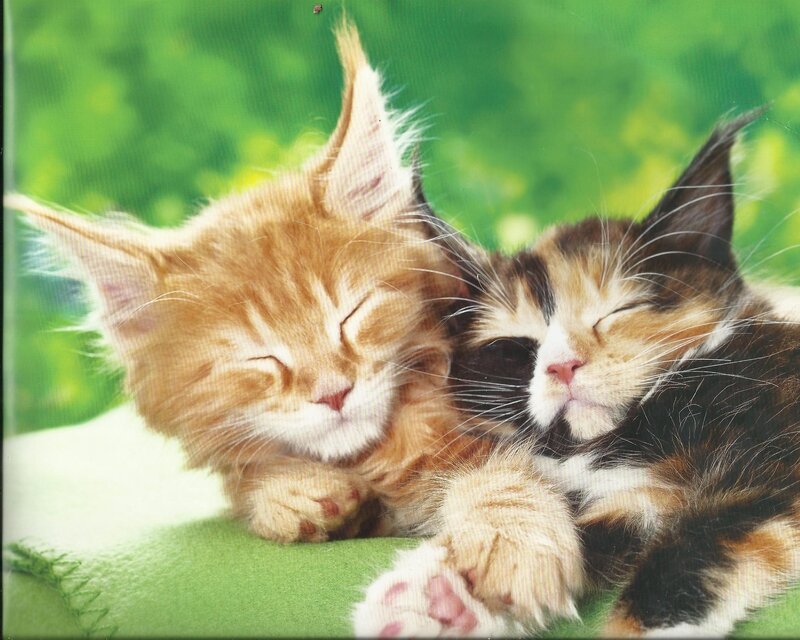 Two Kittens Sleeping — Green, Peaceful