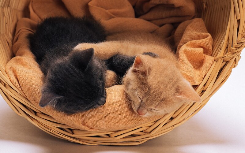 Two kittens sleeping in a basket