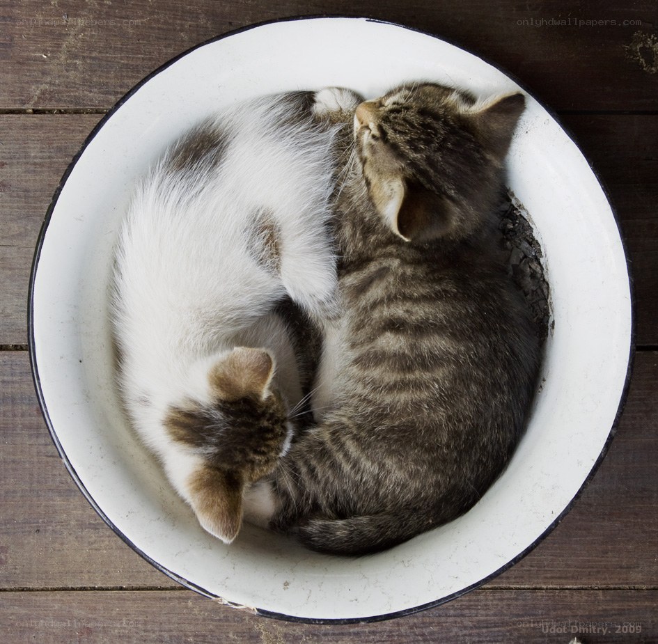 Two kittens sleeping in a bowl
