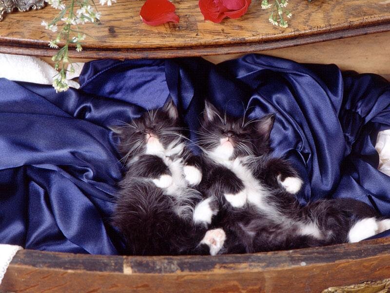 Two kittens sleeping in a box