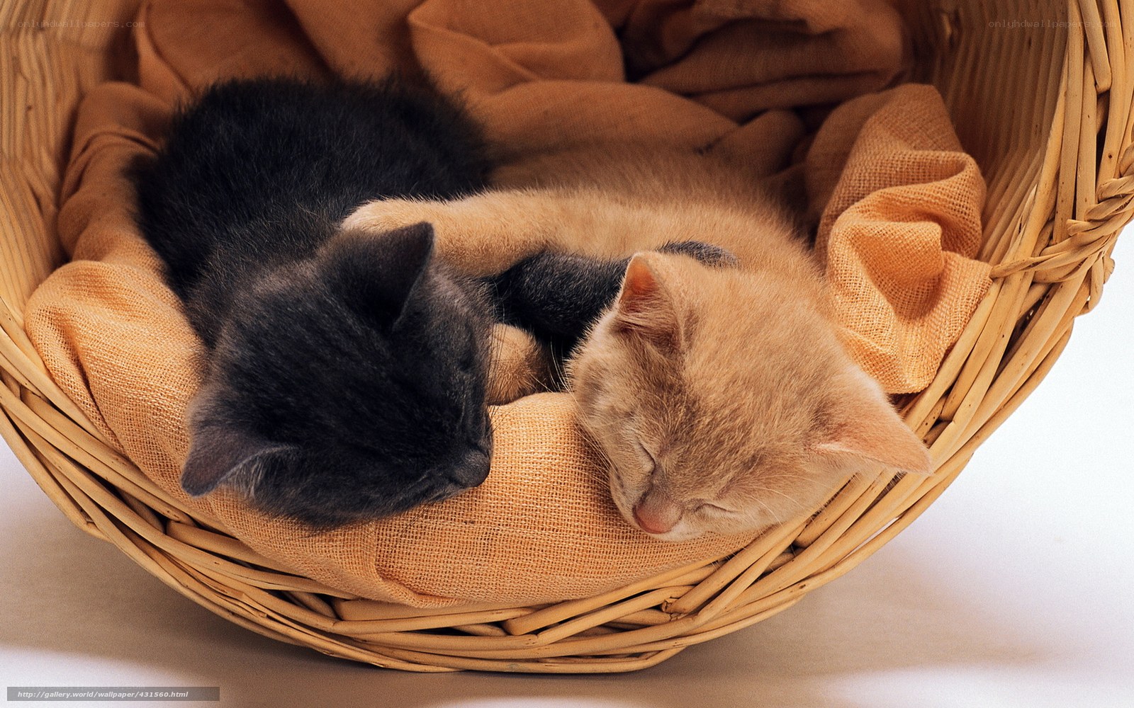 Two kittens sleeping in basket