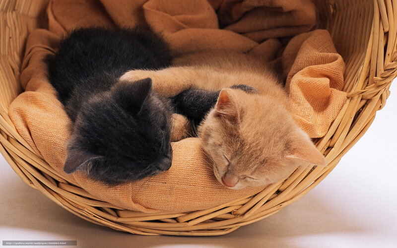Two kittens sleeping in basket