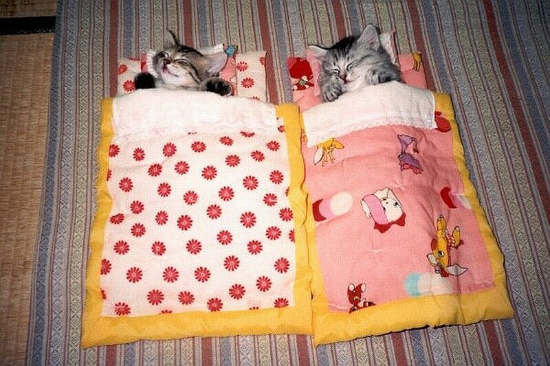Two kittens sleeping in blankets