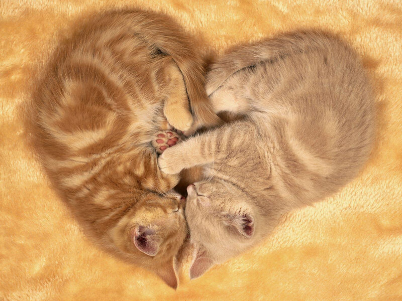 Two kittens sleeping in heart shape