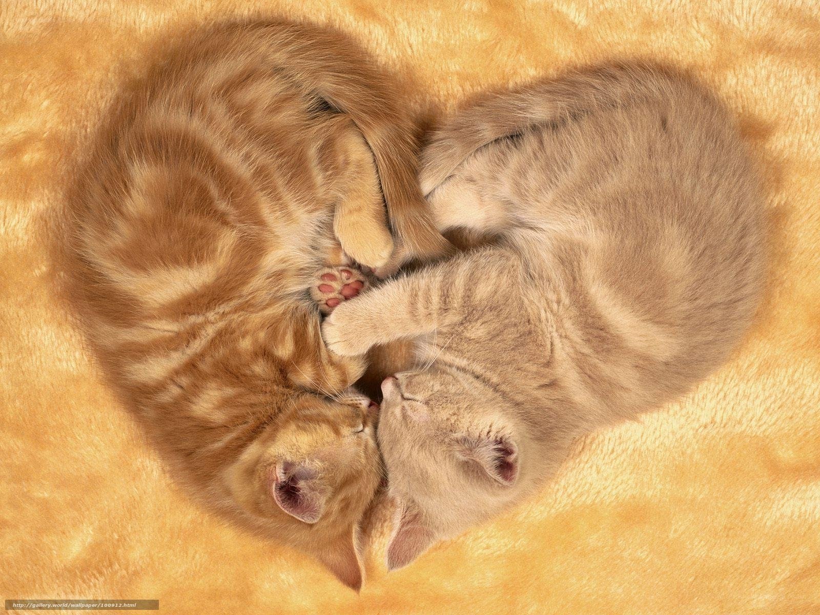 Two kittens sleeping in heart shape