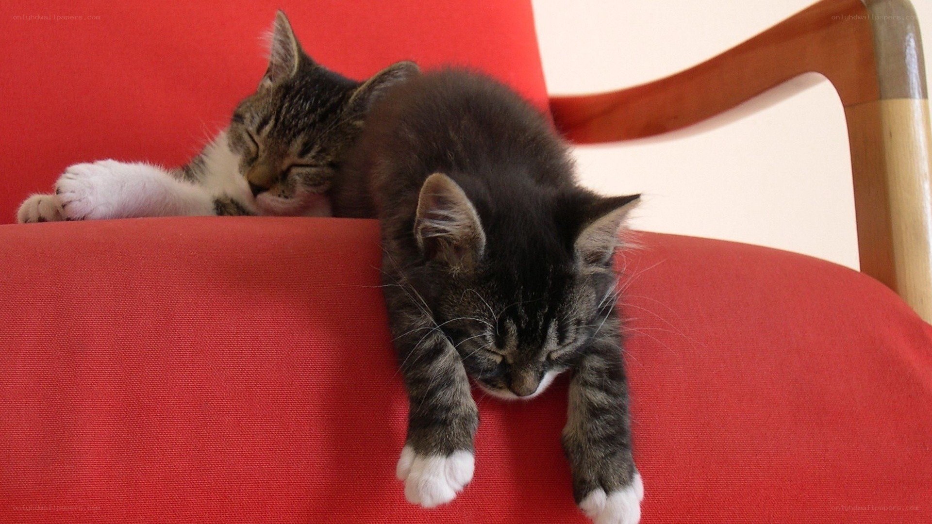 Two kittens sleeping on a chair