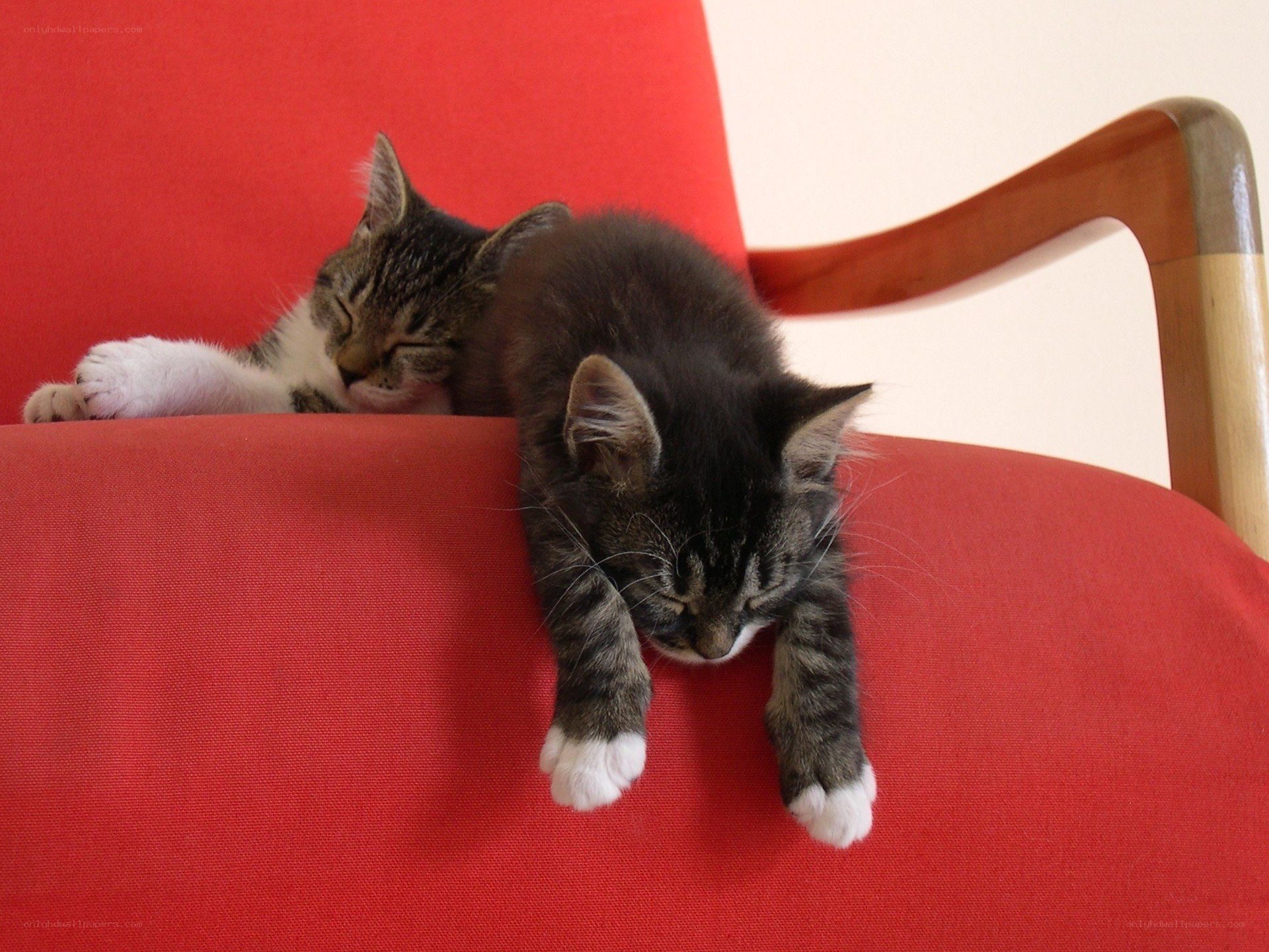 Two kittens sleeping on a chair