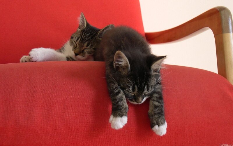Two kittens sleeping on a red chair