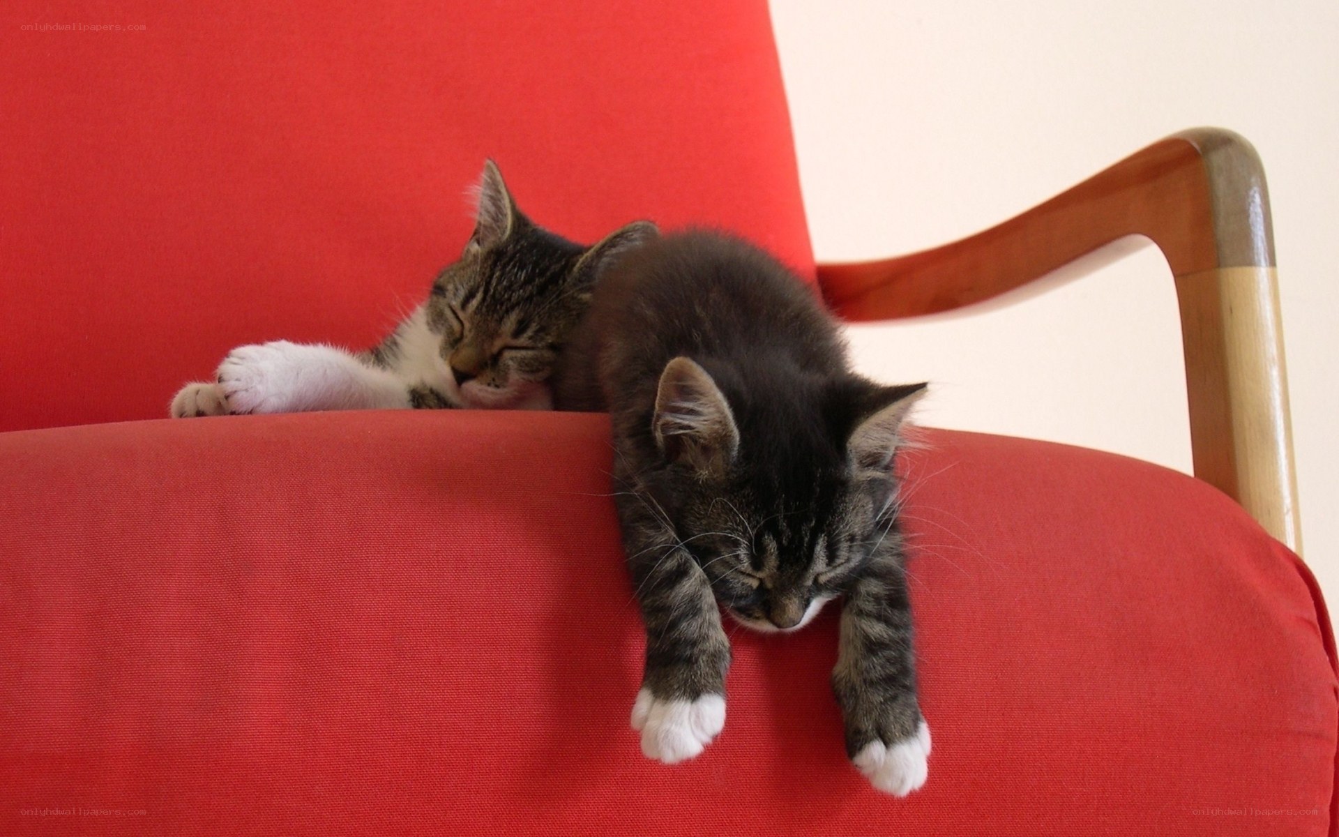Two kittens sleeping on a red chair