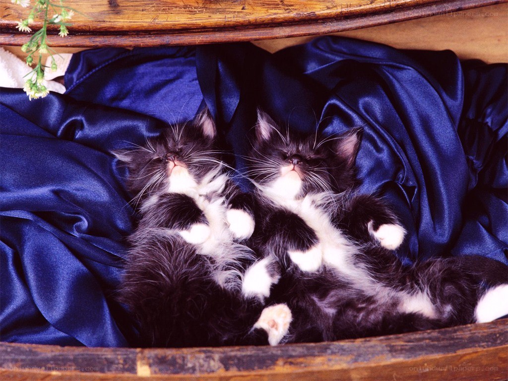 Two kittens sleeping on blue fabric