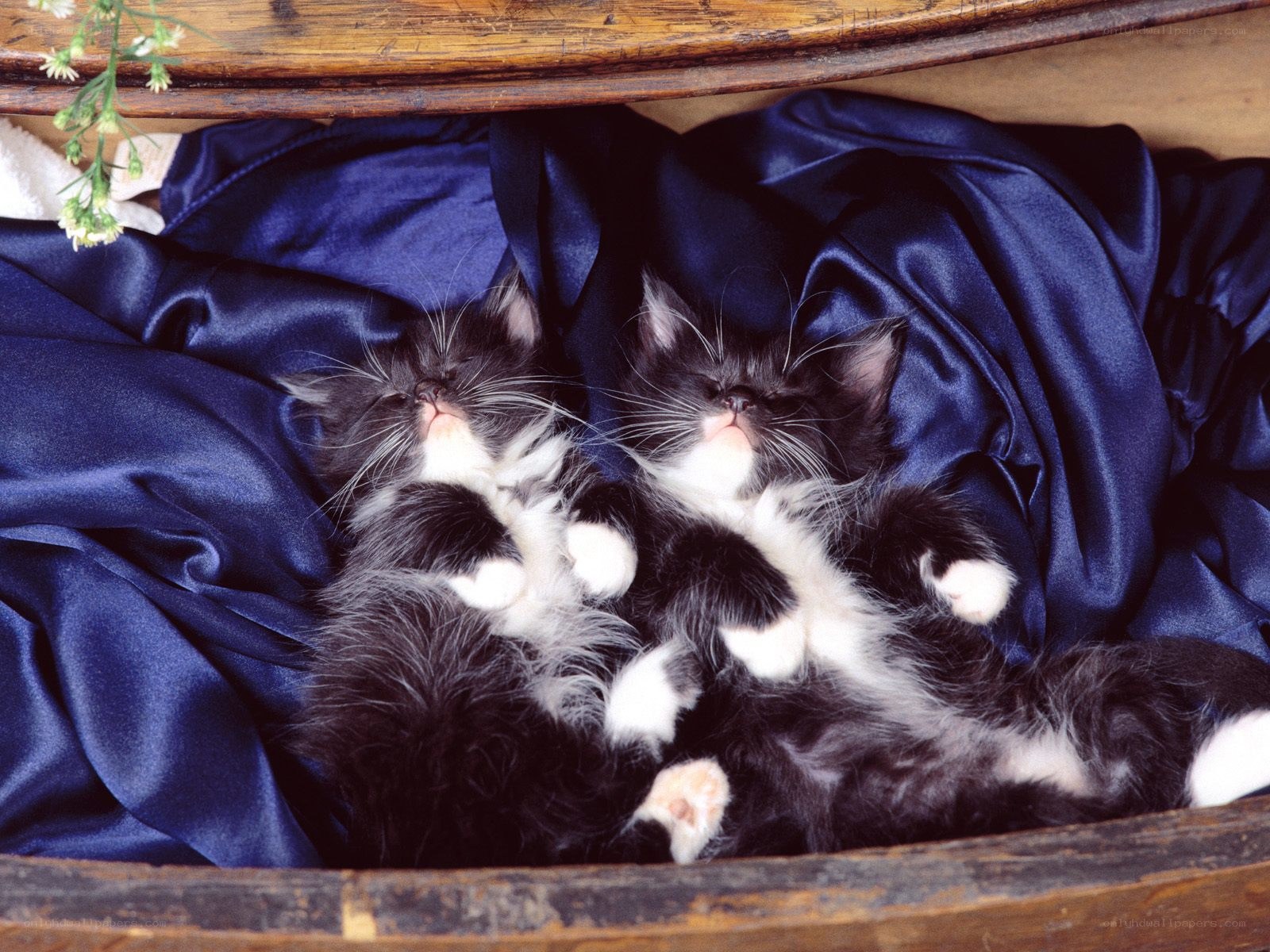 Two kittens sleeping on blue fabric