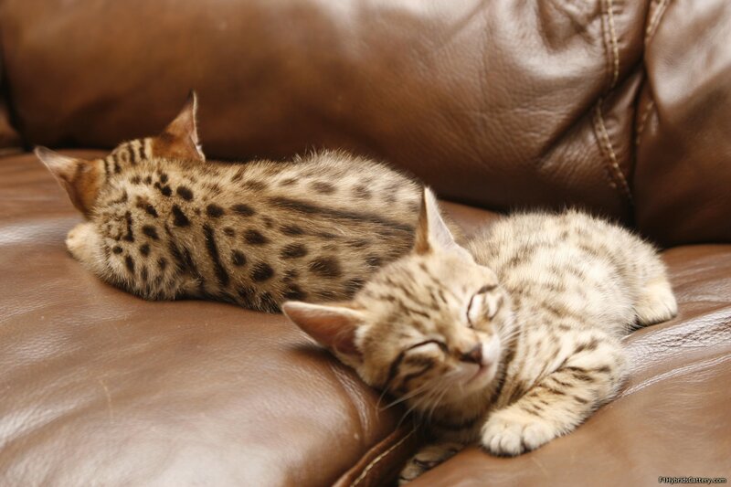 Two kittens sleeping on couch