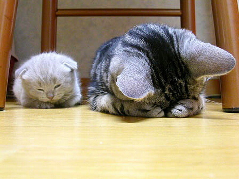 Two kittens sleeping on floor