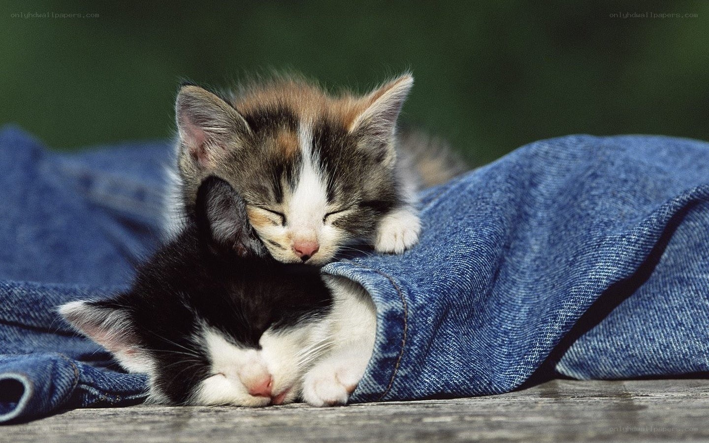 Two kittens sleeping on jeans