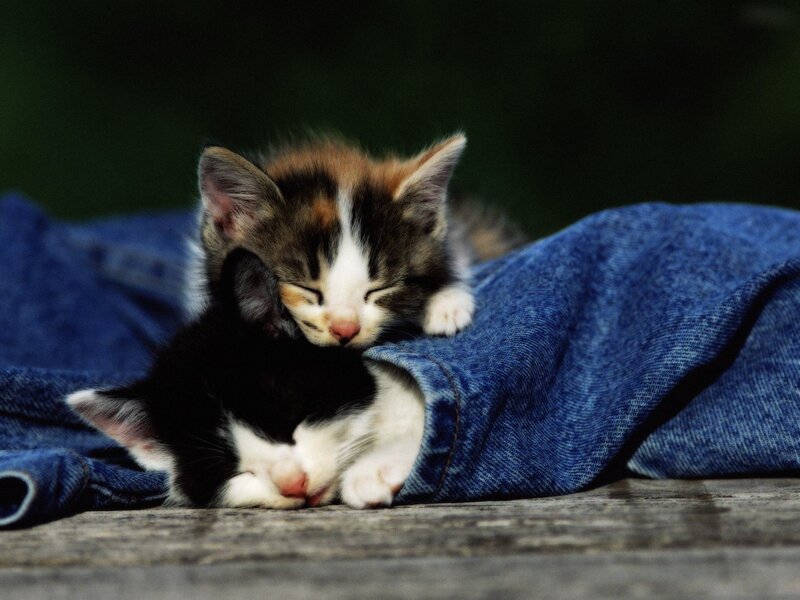 Two kittens sleeping on jeans