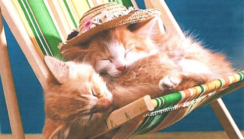 Two Kittens Sleeping — Orange, Peaceful, Afternoon
