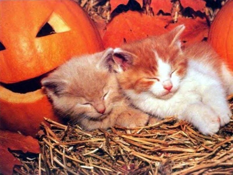 Two Kittens Sleeping — Orange, Peaceful, Autumn, Photograph